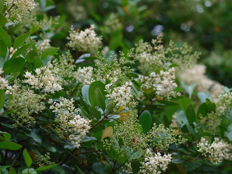 27 Expert-Approved Green Fences: From Bamboo to Holly for Privacy, Beauty, and Sustainability