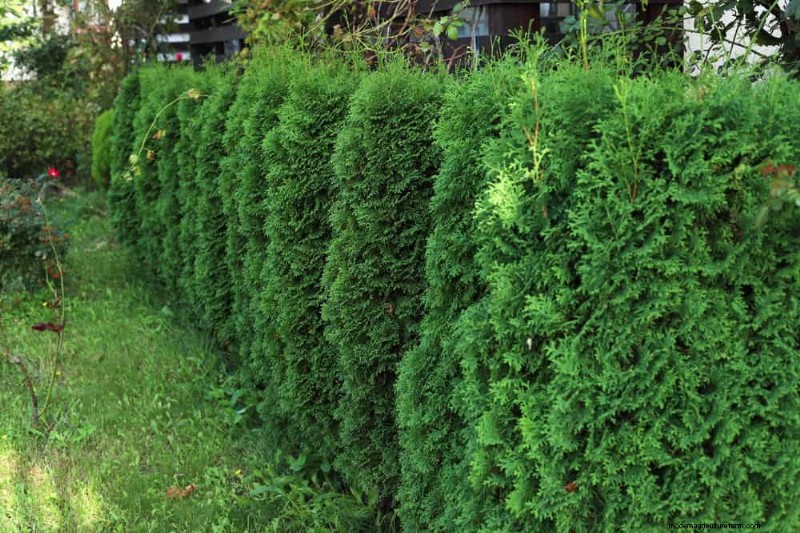 27 Expert-Approved Green Fences: From Bamboo to Holly for Privacy, Beauty, and Sustainability