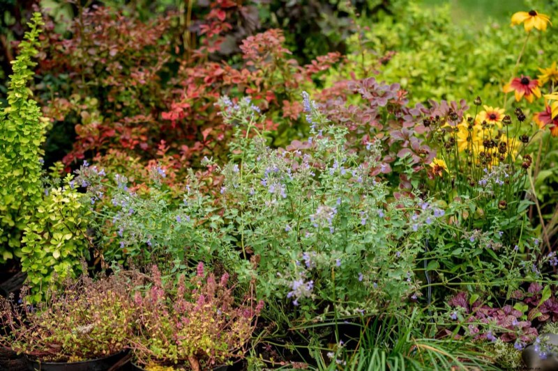 22 Low‑Maintenance Perennials That Keep Your Garden Beautiful Year‑Round