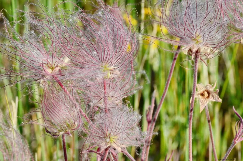 22 Low‑Maintenance Perennials That Keep Your Garden Beautiful Year‑Round