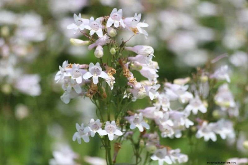 22 Low‑Maintenance Perennials That Keep Your Garden Beautiful Year‑Round