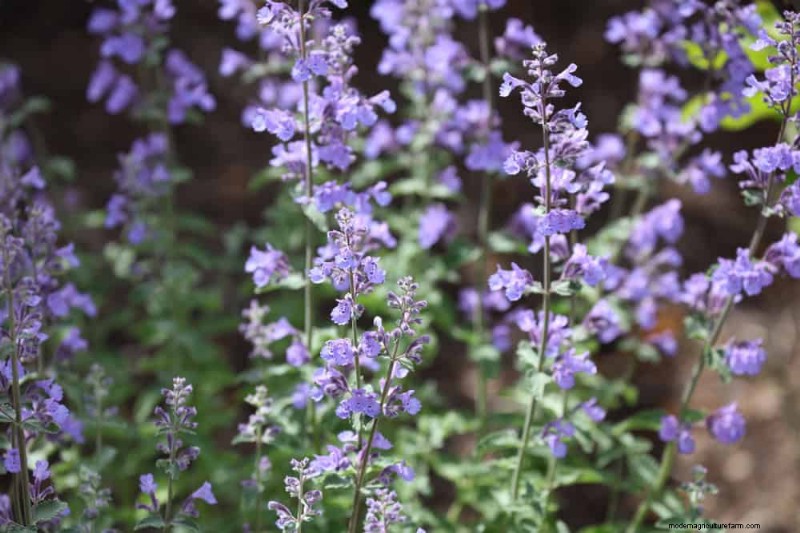 22 Low‑Maintenance Perennials That Keep Your Garden Beautiful Year‑Round