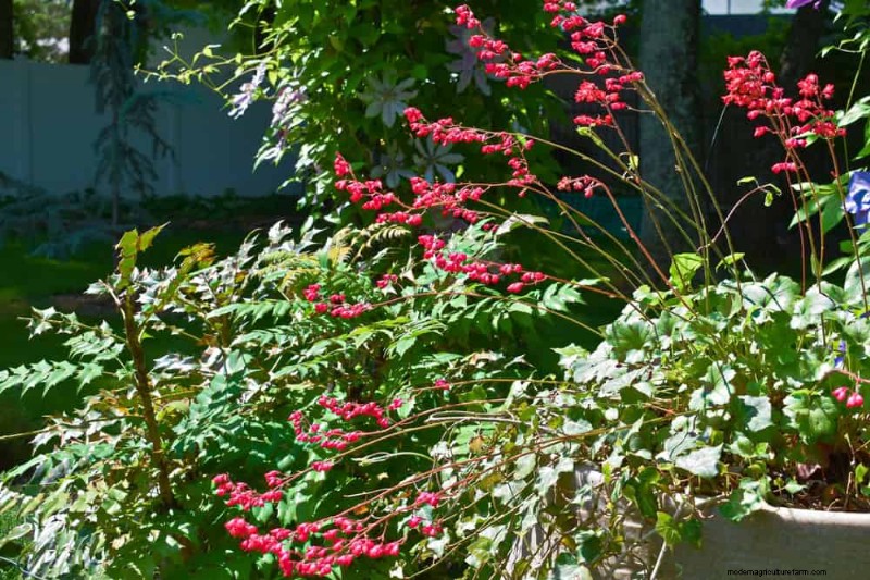 22 Low‑Maintenance Perennials That Keep Your Garden Beautiful Year‑Round