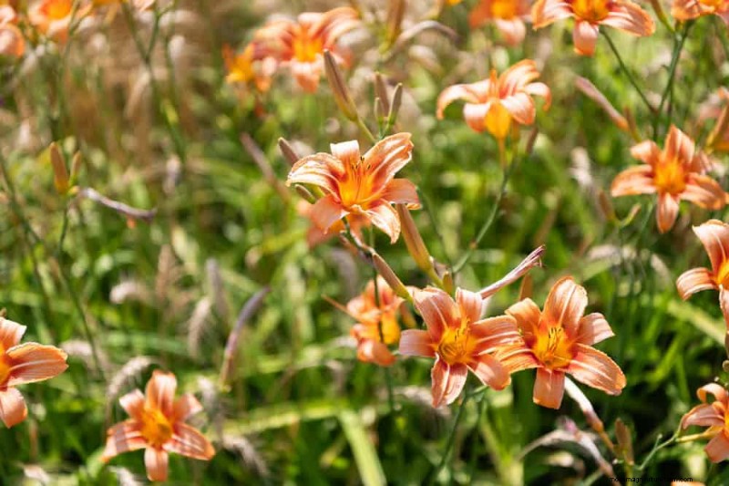 22 Low‑Maintenance Perennials That Keep Your Garden Beautiful Year‑Round