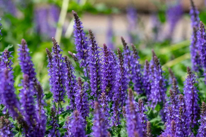 22 Low‑Maintenance Perennials That Keep Your Garden Beautiful Year‑Round