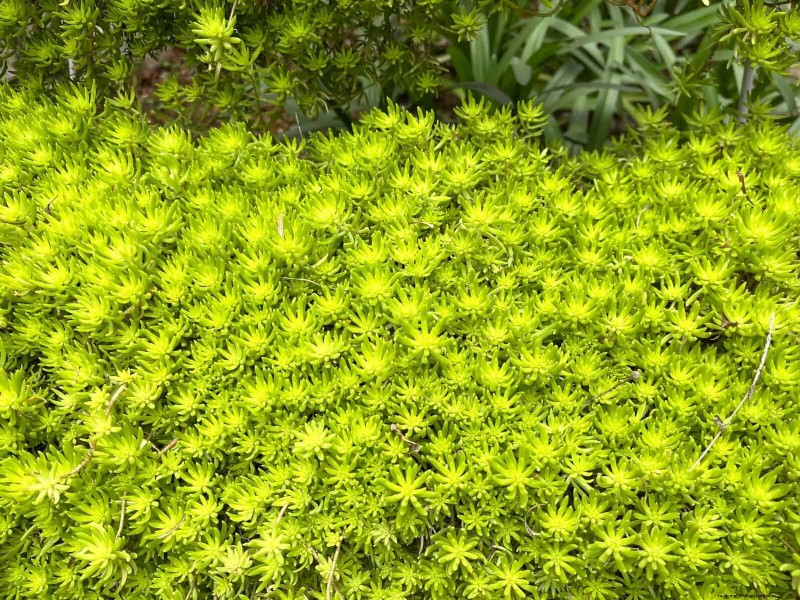 22 Low‑Maintenance Perennials That Keep Your Garden Beautiful Year‑Round