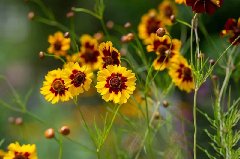 22 Low‑Maintenance Perennials That Keep Your Garden Beautiful Year‑Round
