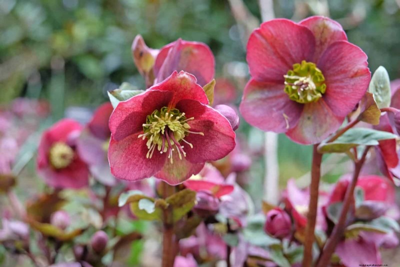 22 Low‑Maintenance Perennials That Keep Your Garden Beautiful Year‑Round