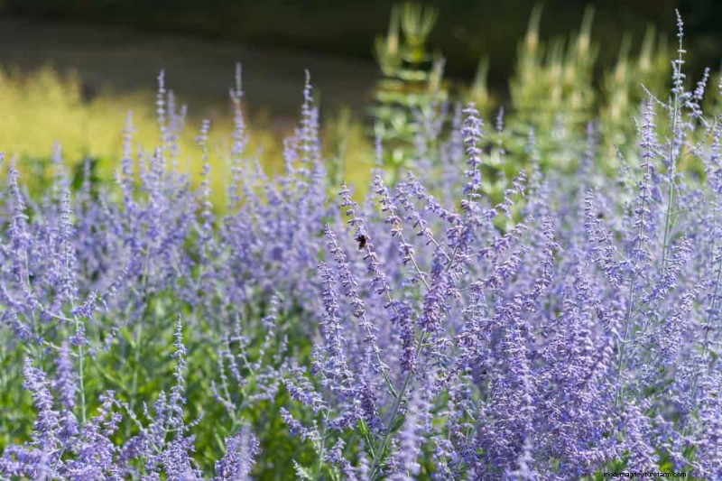 22 Low‑Maintenance Perennials That Keep Your Garden Beautiful Year‑Round