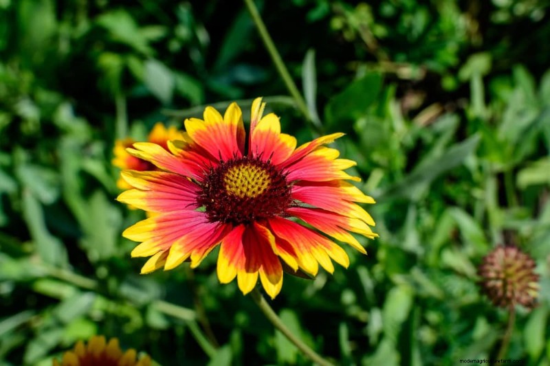 22 Low‑Maintenance Perennials That Keep Your Garden Beautiful Year‑Round