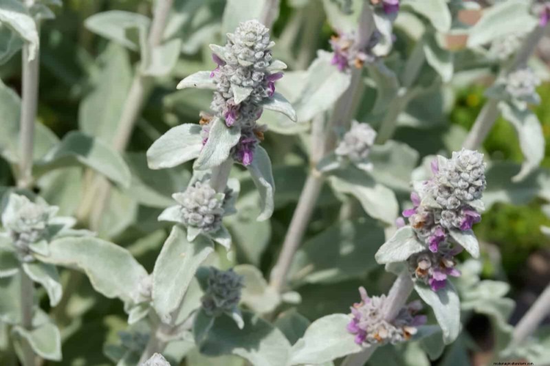 22 Low‑Maintenance Perennials That Keep Your Garden Beautiful Year‑Round