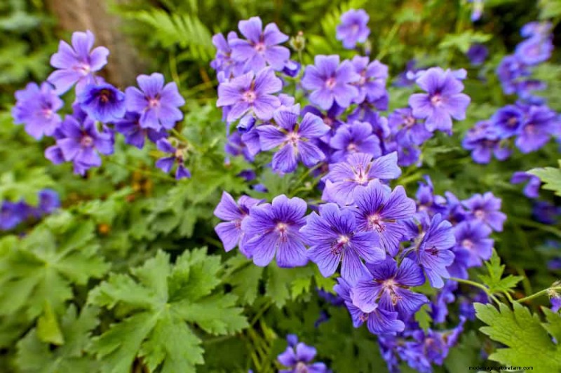 22 Low‑Maintenance Perennials That Keep Your Garden Beautiful Year‑Round
