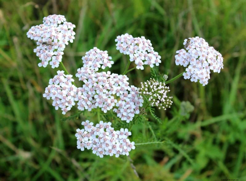 22 Low‑Maintenance Perennials That Keep Your Garden Beautiful Year‑Round