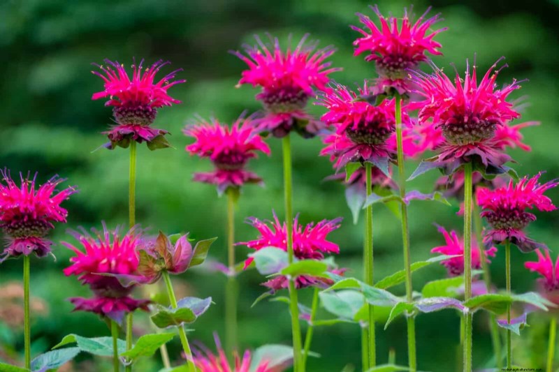 22 Low‑Maintenance Perennials That Keep Your Garden Beautiful Year‑Round