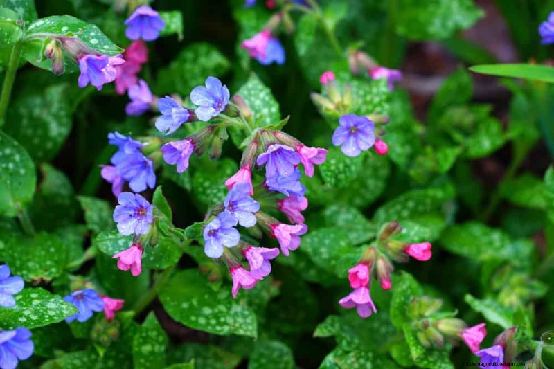 22 Low‑Maintenance Perennials That Keep Your Garden Beautiful Year‑Round