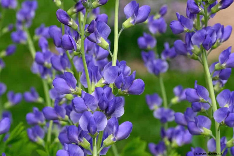 22 Low‑Maintenance Perennials That Keep Your Garden Beautiful Year‑Round