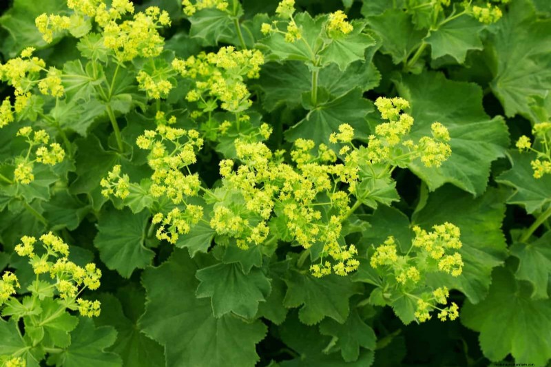22 Low‑Maintenance Perennials That Keep Your Garden Beautiful Year‑Round