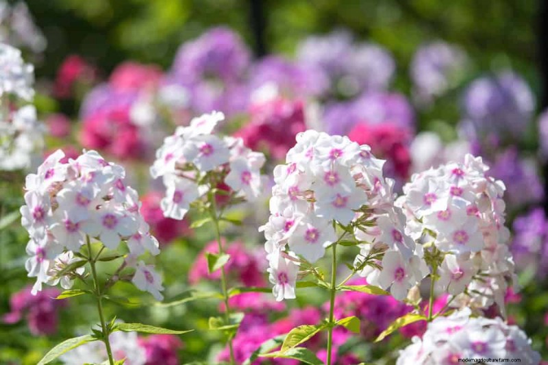 22 Low‑Maintenance Perennials That Keep Your Garden Beautiful Year‑Round