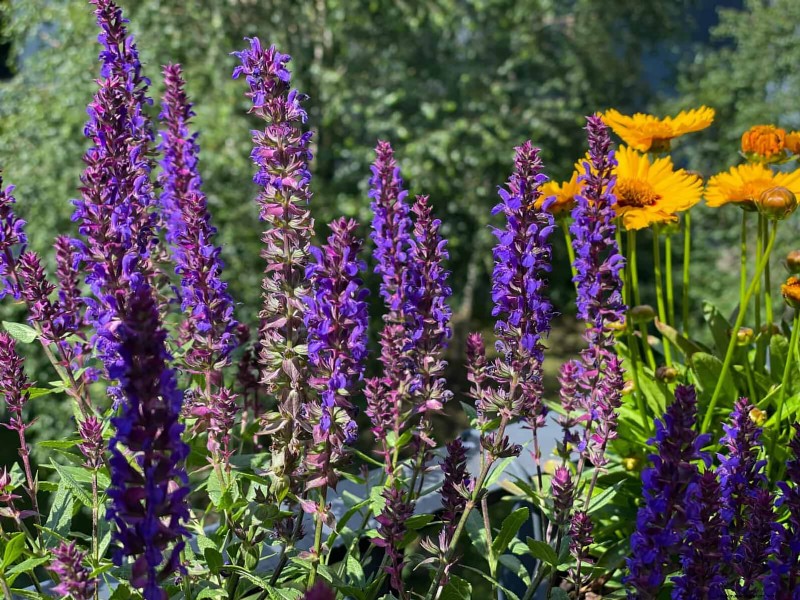 22 Low‑Maintenance Perennials That Keep Your Garden Beautiful Year‑Round