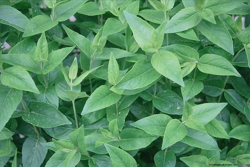 22 Low‑Maintenance Perennials That Keep Your Garden Beautiful Year‑Round