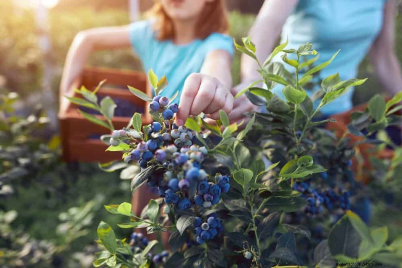 25 Proven Steps to Grow Lush Blueberry Bushes This Spring