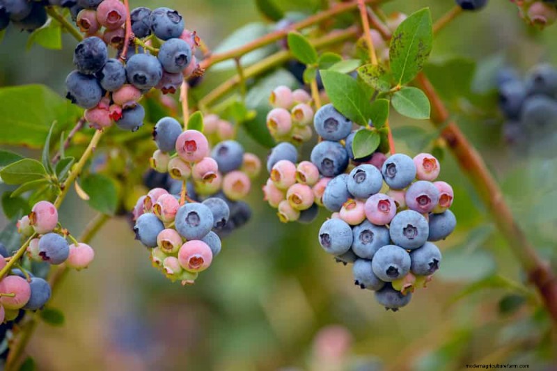 25 Proven Steps to Grow Lush Blueberry Bushes This Spring