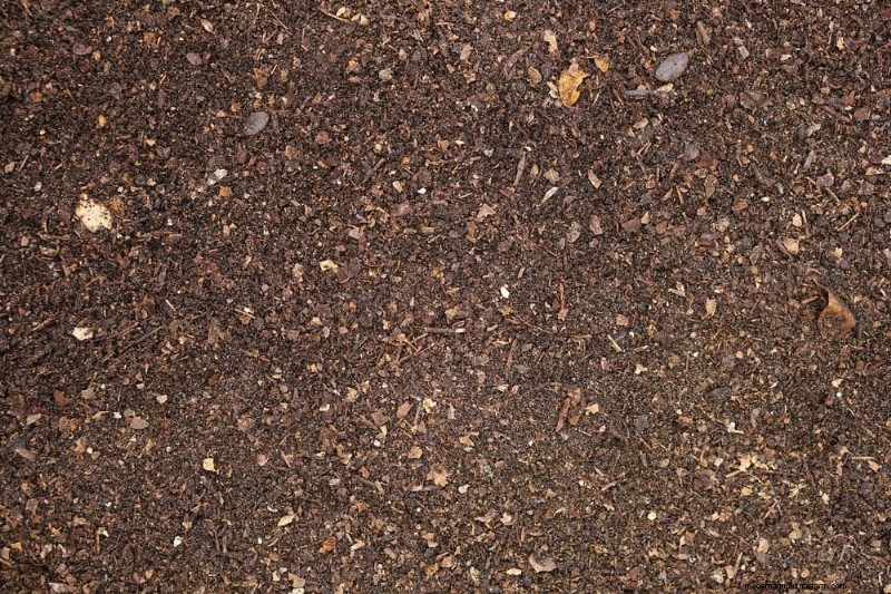 25 Proven Steps to Grow Lush Blueberry Bushes This Spring