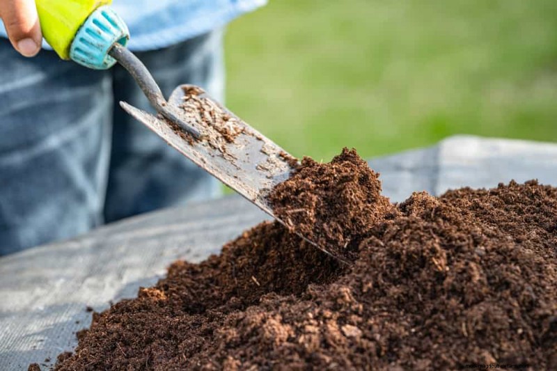 25 Proven Steps to Grow Lush Blueberry Bushes This Spring