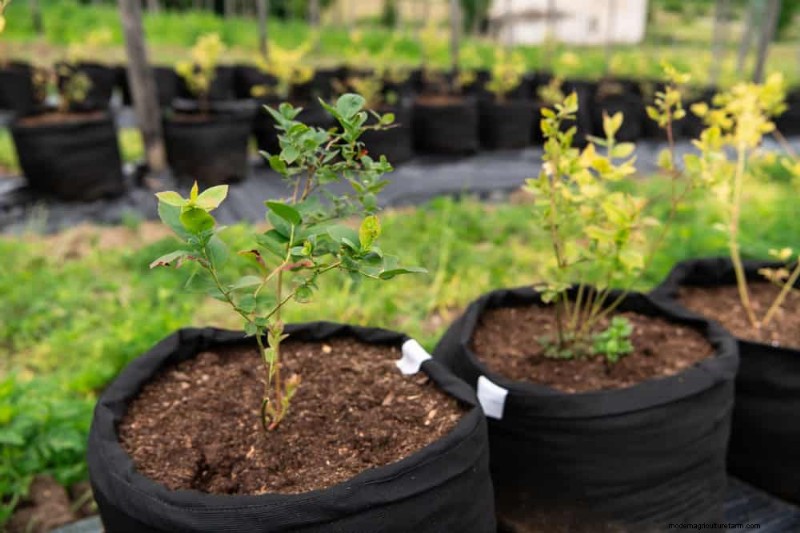 25 Proven Steps to Grow Lush Blueberry Bushes This Spring