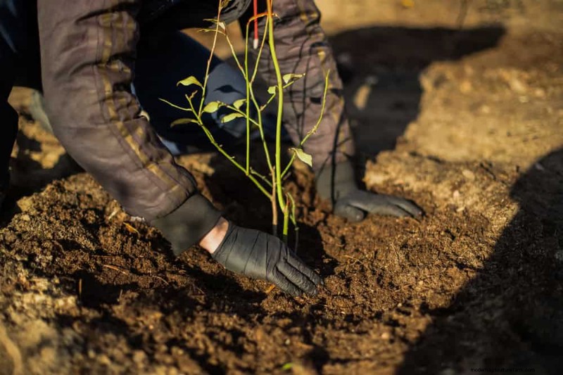 25 Proven Steps to Grow Lush Blueberry Bushes This Spring