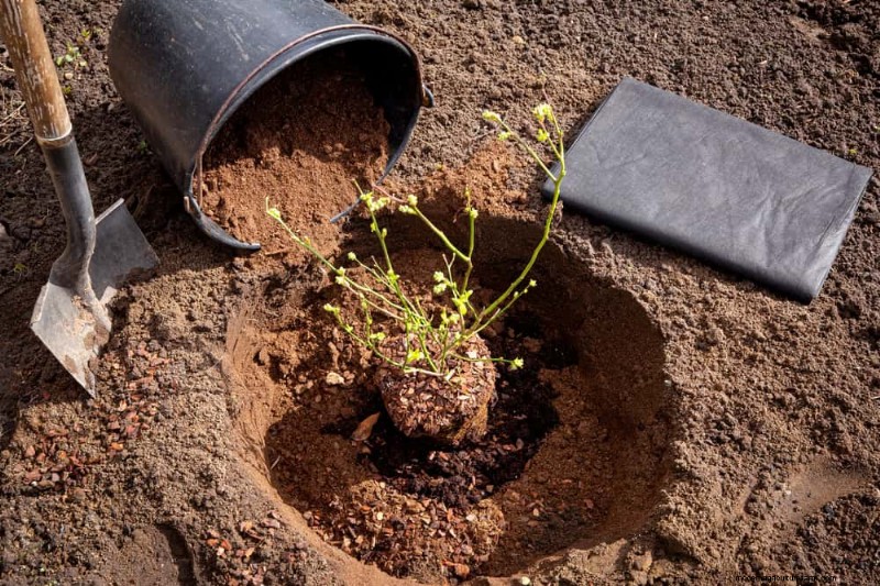 25 Proven Steps to Grow Lush Blueberry Bushes This Spring