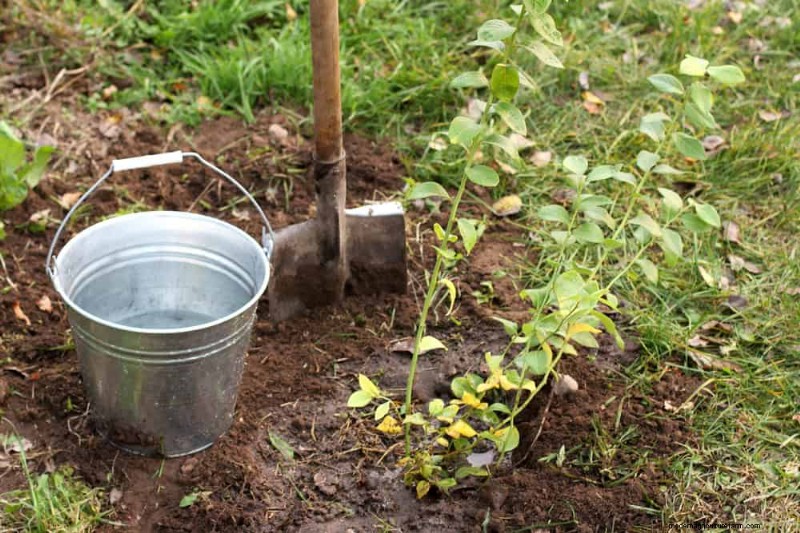 25 Proven Steps to Grow Lush Blueberry Bushes This Spring