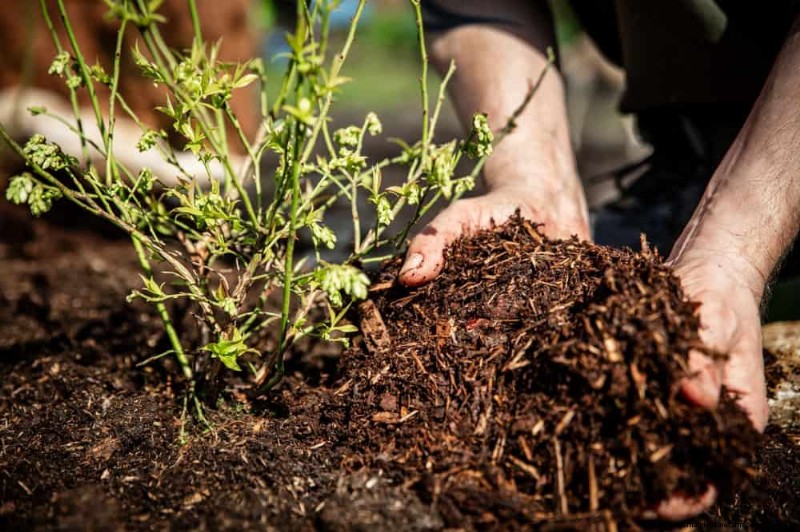 25 Proven Steps to Grow Lush Blueberry Bushes This Spring