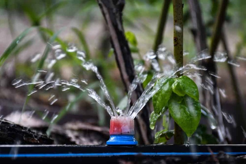 25 Proven Steps to Grow Lush Blueberry Bushes This Spring