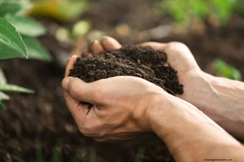25 Proven Steps to Grow Lush Blueberry Bushes This Spring