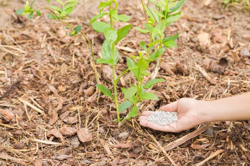 25 Proven Steps to Grow Lush Blueberry Bushes This Spring