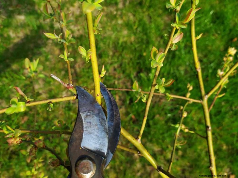 25 Proven Steps to Grow Lush Blueberry Bushes This Spring