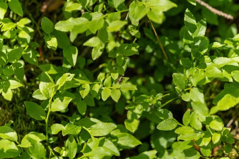 25 Proven Steps to Grow Lush Blueberry Bushes This Spring