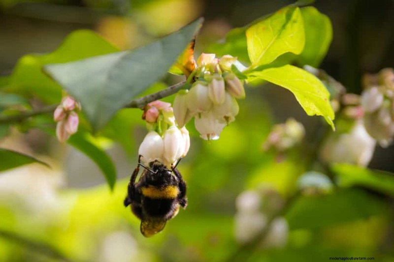 25 Proven Steps to Grow Lush Blueberry Bushes This Spring