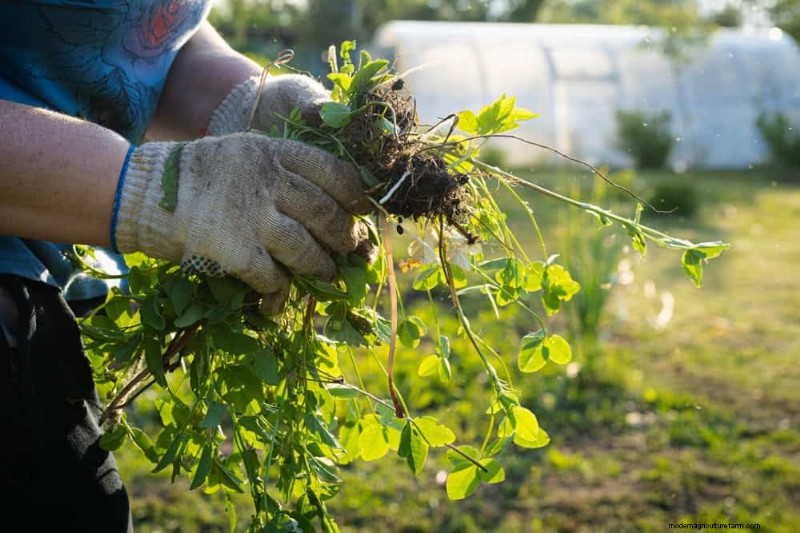 25 Proven Steps to Grow Lush Blueberry Bushes This Spring