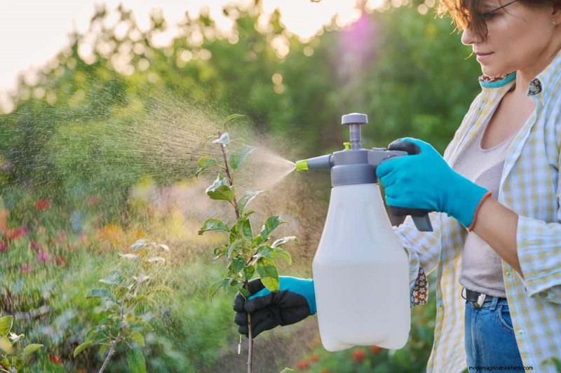 25 Proven Steps to Grow Lush Blueberry Bushes This Spring