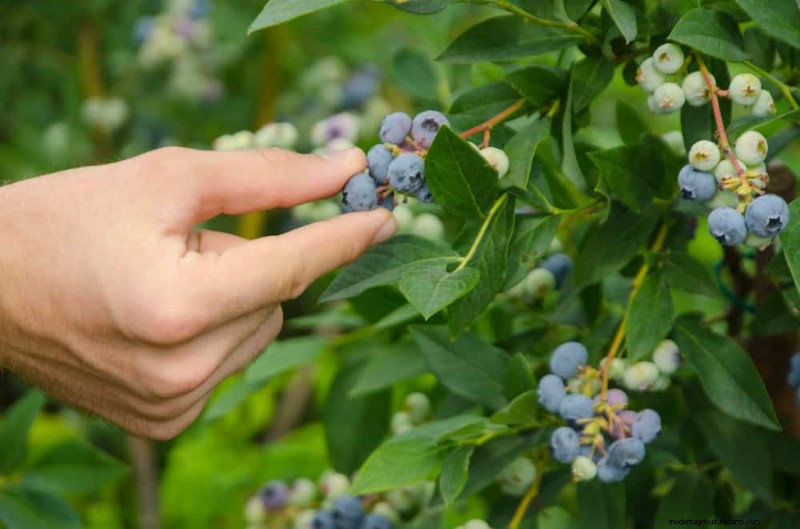 25 Proven Steps to Grow Lush Blueberry Bushes This Spring