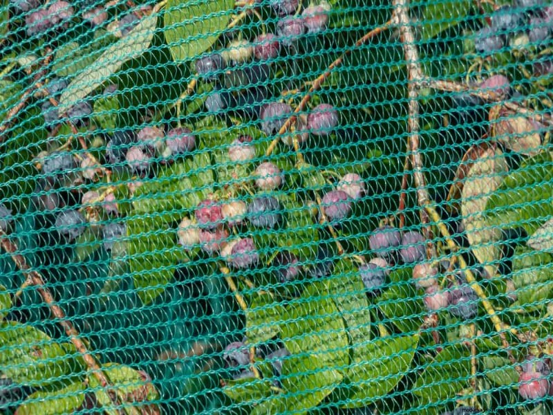25 Proven Steps to Grow Lush Blueberry Bushes This Spring