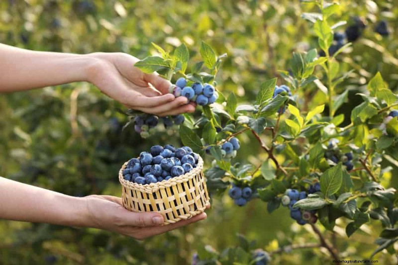 25 Proven Steps to Grow Lush Blueberry Bushes This Spring
