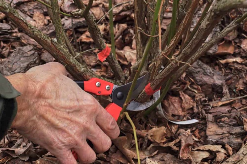 25 Proven Steps to Grow Lush Blueberry Bushes This Spring