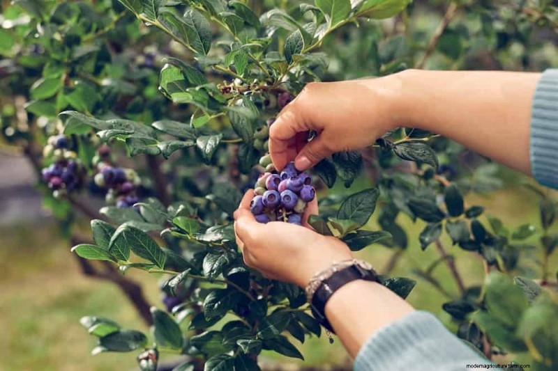 25 Proven Steps to Grow Lush Blueberry Bushes This Spring
