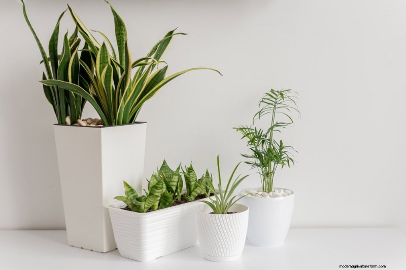 21 Sturdy Houseplants That Flourish in Dry Indoor Air—No Extra Care Needed