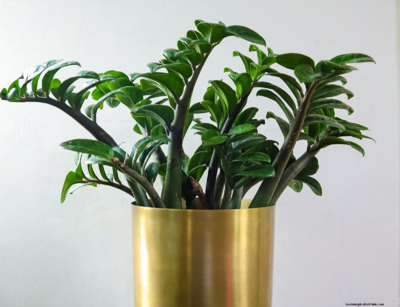 21 Sturdy Houseplants That Flourish in Dry Indoor Air—No Extra Care Needed