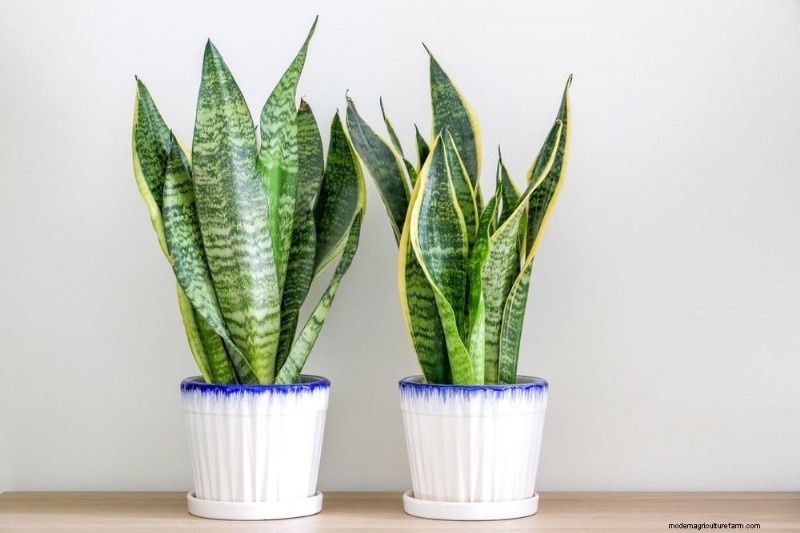 21 Sturdy Houseplants That Flourish in Dry Indoor Air—No Extra Care Needed