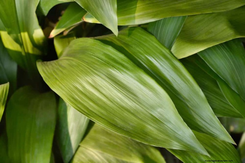 21 Sturdy Houseplants That Flourish in Dry Indoor Air—No Extra Care Needed
